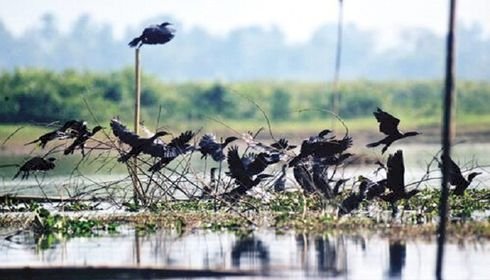 নওগাঁর ‘পাখি গ্রাম’
