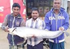 ১০ কেজি বোয়ালের মূল্য ২৩ হাজার টাকা