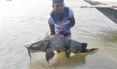 মাত্র ৫ দিনেই ওয়ালিউরের জালে দুই লাখ টাকার বাগাড়