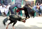 মোরগের ‘ছুরিকাঘাতে’ মালিকের মৃত্যু