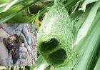 এক পাষণ্ড কৃষকের কারণে পুড়ে মরল ৩৩ ছানা