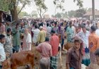 চলছে লকডাউন, বসেছে গরুর হাট!