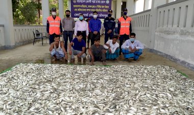 বাংলাদেশ কোস্ট গার্ডের অভিযানে ৩ হাজার কেজি জাটকাসহ আটক ৬; পিকআপ জব্দ