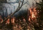 বৃষ্টিতেই সুন্দরবনের আগুন নিয়ন্ত্রণে