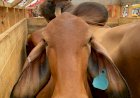 বিমানে আসা ১৮টি ব্রাহমা জাতের গরু জব্দ