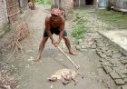 নির্মমভাবে বন্যপ্রানী পিটিয়ে হত্যা, অভিযুক্ত আটক