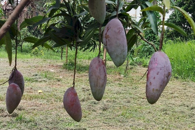 দৃষ্টিশক্তি ও যৌনক্ষমতা বাড়ায় আম, দূরে থাকে ক্যান্সার